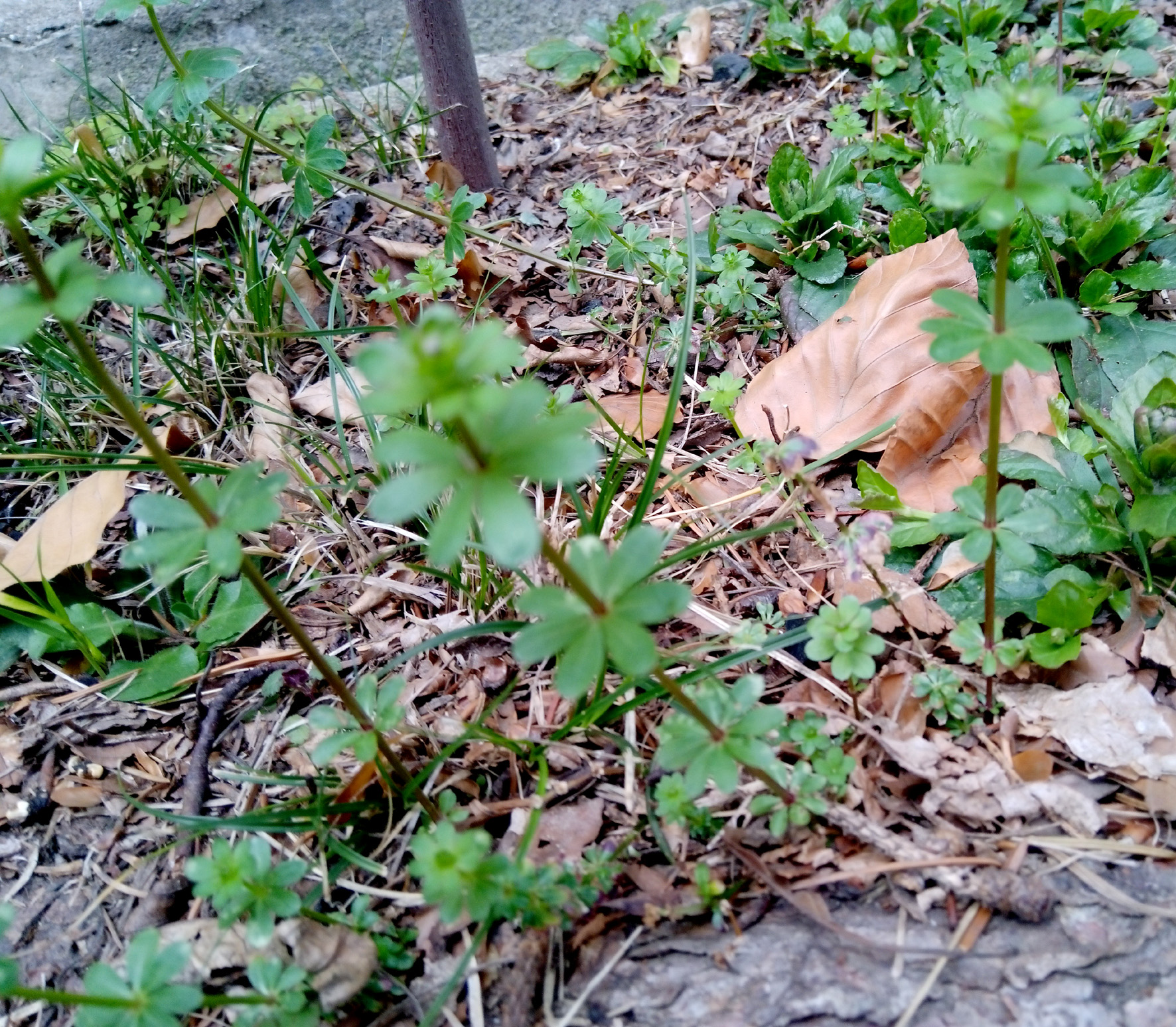 GALIUM  SYLVATICUM L. - caglio dei boschi /foto